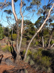 Eucalyptus hypolaena