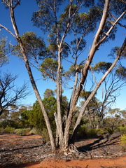 Eucalyptus platycorys