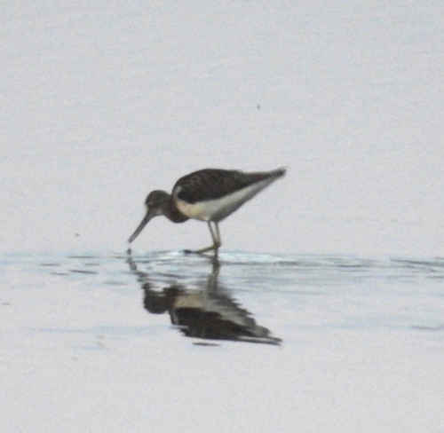 iNaturalist image