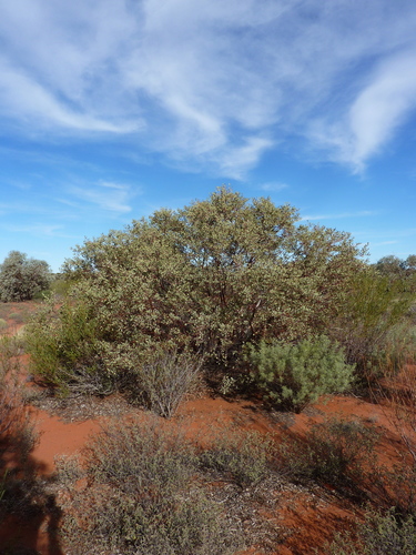 Heart-leaved Mallee (Eucalyptus websteriana)
