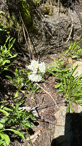 Valeriana californica