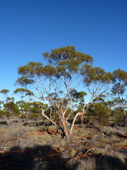 Eucalyptus rigidula interior