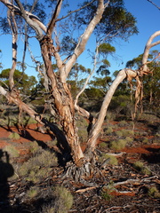 Eucalyptus rigidula interior