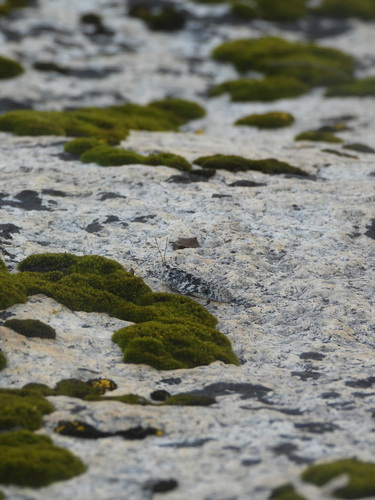 iNaturalist observation photo of Grasshoppers, Crickets, and Katydids