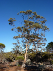 Eucalyptus optima