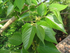 Aphananthe aspera
