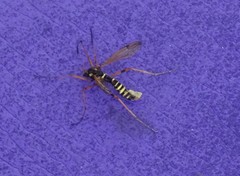 Ctenophora flaveolata