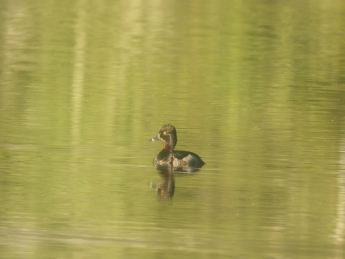 iNaturalist observation photo of Ring-necked Duck