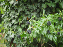 Hedera helix