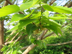 Aphananthe aspera