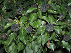 Hedera helix