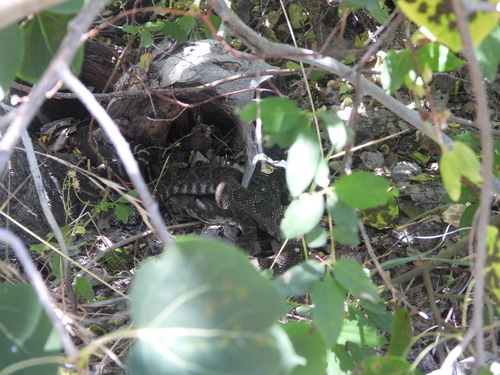 iNaturalist observation photo of Northern Pacific Rattlesnake