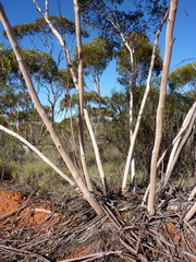 Eucalyptus cyclostoma