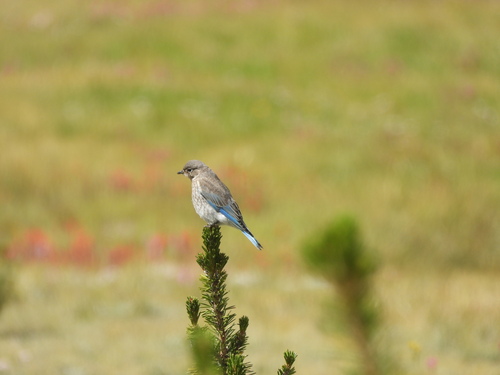 iNaturalist observation photo of Mountain Bluebird