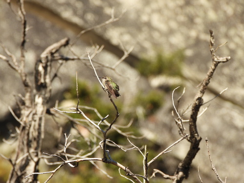 iNaturalist observation photo of Anna's Hummingbird