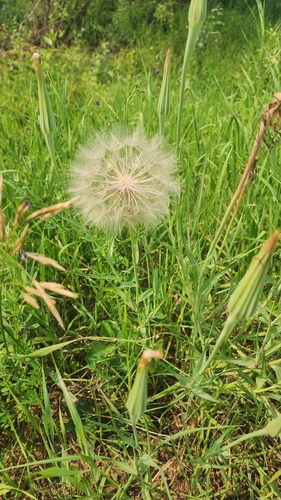 Yellow Salsify