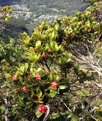 Syzygium sandwicense