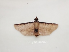 Hypsopygia