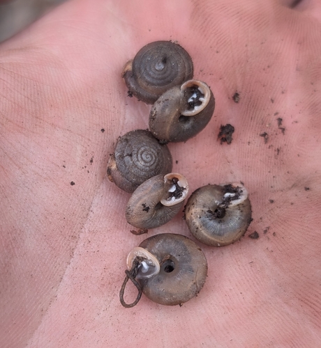 Angulate Woodlandsnail