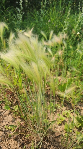 Foxtail Barley