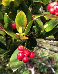 Syzygium sandwicense