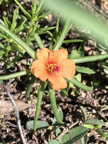 shrubby purslane