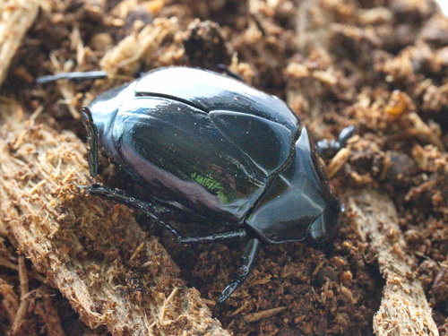 Macraspis tristis