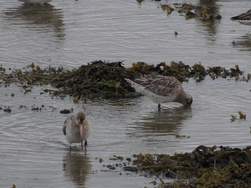 iNaturalist image