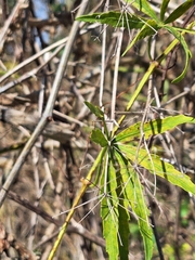 Cissus palmata, photograph (c) Rocío Esmeralda Pose, some rights reserved (CC BY)