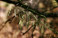 Boechera porphyrea