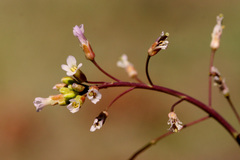 Boechera centrifendleri