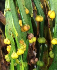 Psilotum complanatum