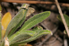 Boechera centrifendleri