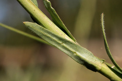 Boechera centrifendleri