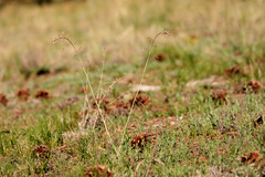 Boechera centrifendleri