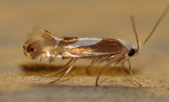 Phyllonorycter fitchella