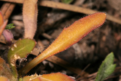 Boechera centrifendleri