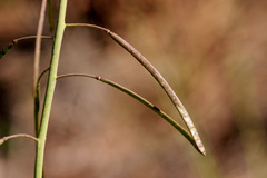 Boechera centrifendleri