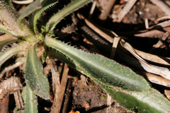 Boechera sanluisensis