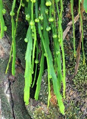 Psilotum complanatum