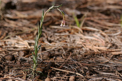 Boechera sanluisensis