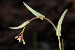Boechera sanluisensis