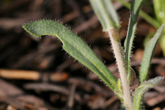 Boechera sanluisensis