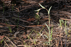 Boechera sanluisensis