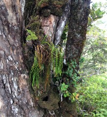 Psilotum complanatum