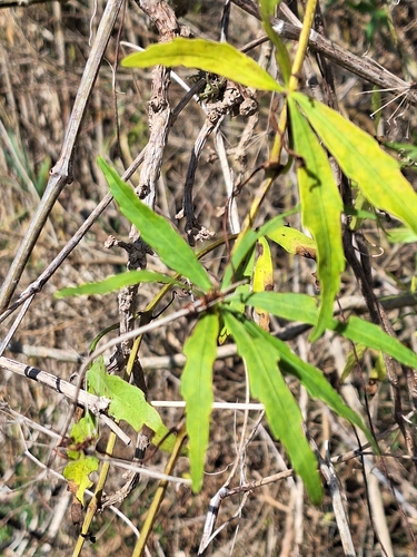 Cissus palmata, photograph 5
