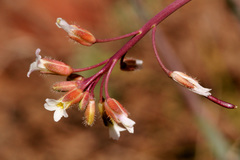 Boechera sanluisensis