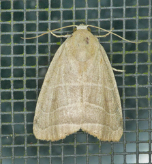 Bagisara rectifascia