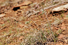 Boechera sanluisensis