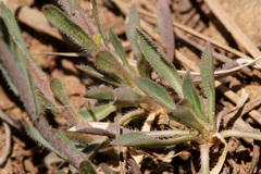 Boechera sanluisensis